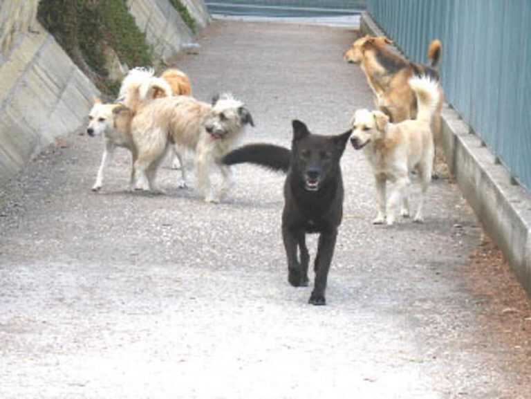 Eboli, allarme avvelenamento cani al rione Paterno