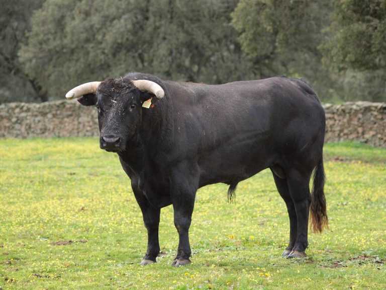 Eboli. Allevatore incornato da un toro