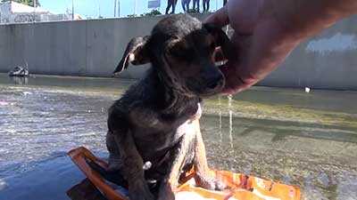 Scafati. Cane legato con una corda e gettato nel fiume, tratto in salvo