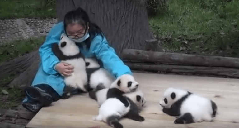 L’abbraccia-panda è il  nuovo lavoro che sta spopolando in Cina