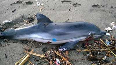 Delfino trovato morto in spiaggia: trovata lesione lungo la mandibola