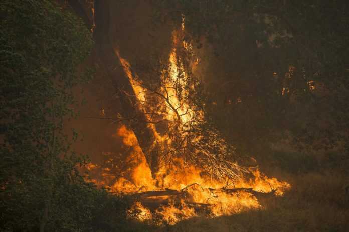 incendio-bosco
