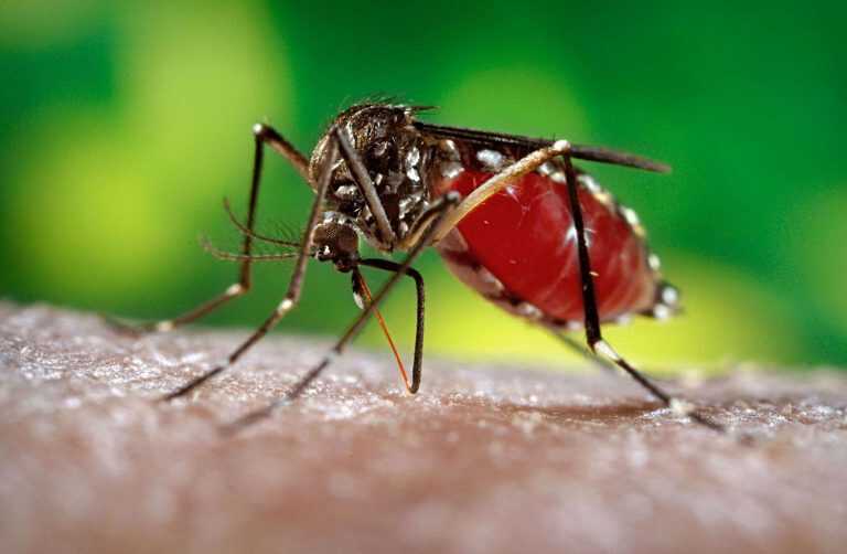 Sud America sotto Shock: 60 mila le persone sospettate di aver contratto il virus Zika