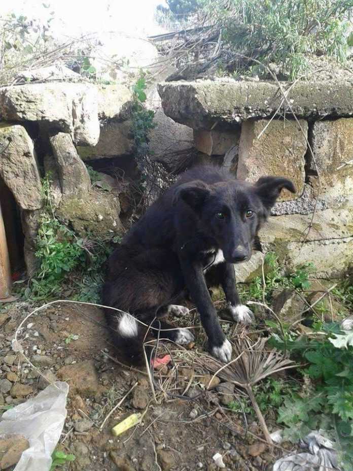 12516296_10208478894279654_1893855824_n