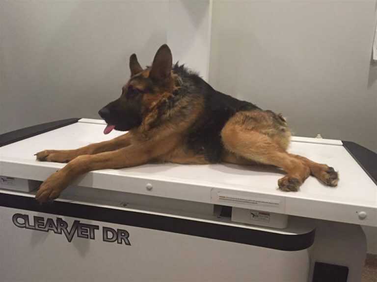 Quasimodo, il pastore tedesco che ha commosso il web