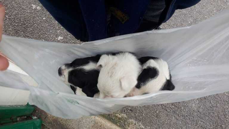 Cuccioli abbandonati nella spazzatura a Nocera Inferiore