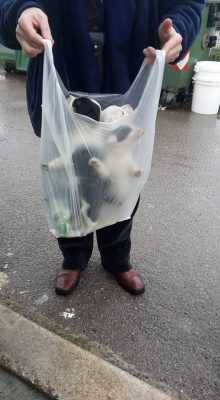 12729261_960645940671385_3448139806060018330_n