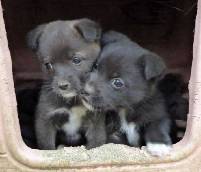 cuccioli neri-759499