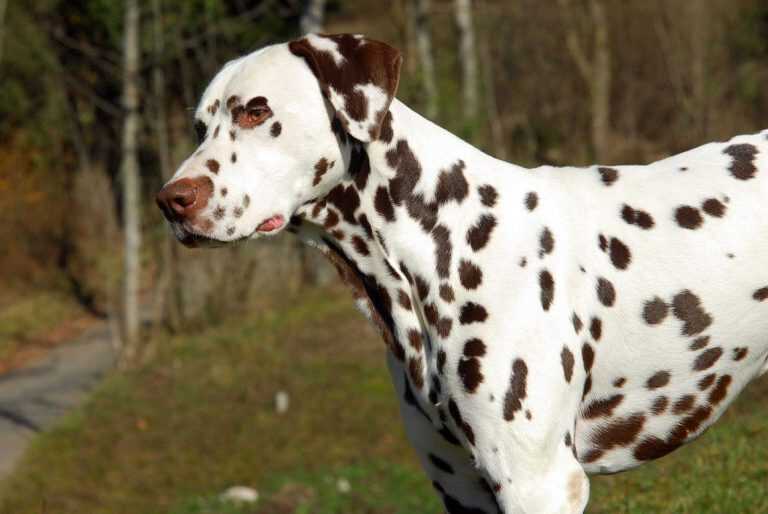 Donna fa sesso col suo cane e finisce in ospedale