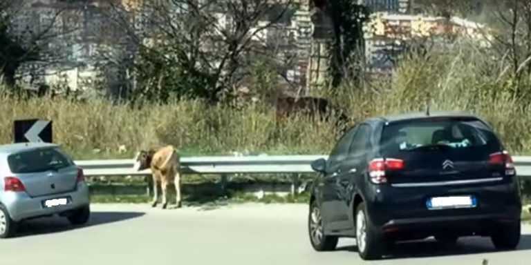 Bovini in strada, l’allarme arriva da Giovi