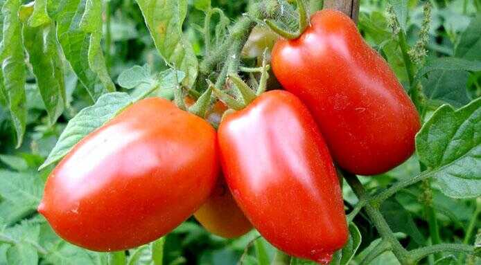 Petizione “Salviamo il pomodoro San Marzano” a quota 7800 sostenitori