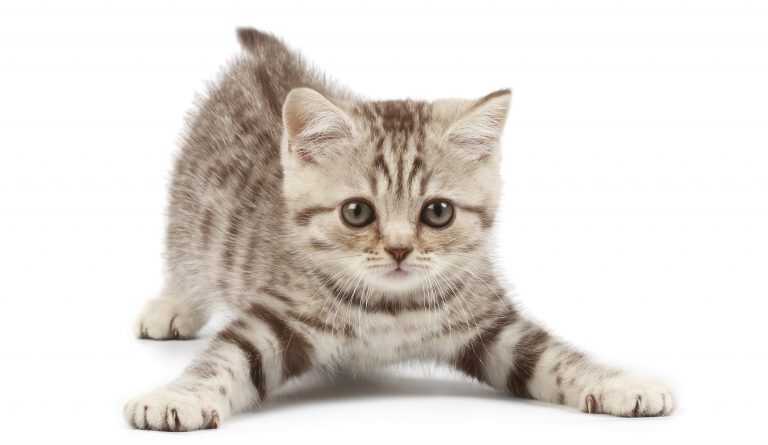 Buon Miao Day. Oggi una festa molto speciale