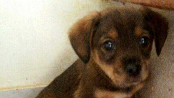 La piccola Susi è stata abbandonata e ora cerca casa