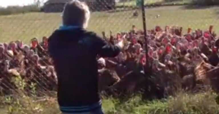 Anche i tacchini sanno fare gli ultras