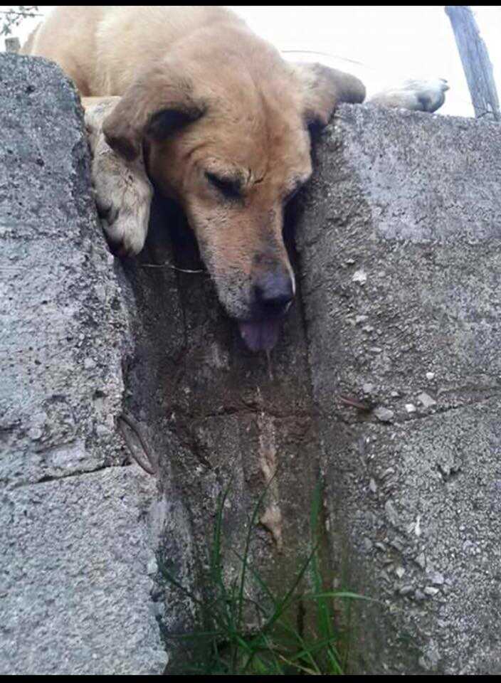 Il randagio Tremolino: avvelenato a Baronissi da uno sconosciuto