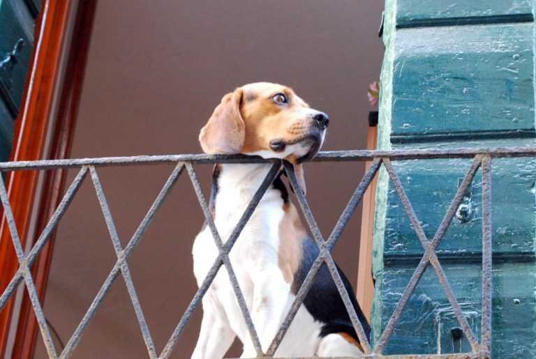 Il cane fa i suoi bisogni sul balcone: le due vicine di casa arrivano alle mani