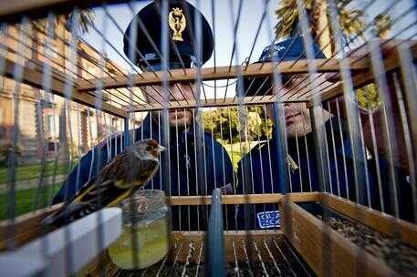 Cardellini accecati e maltrattati,sequestro polizia a Napoli