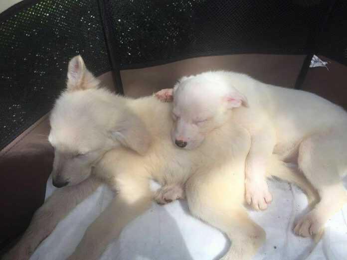 12592372_1229124837173117_7459539927820530039_n