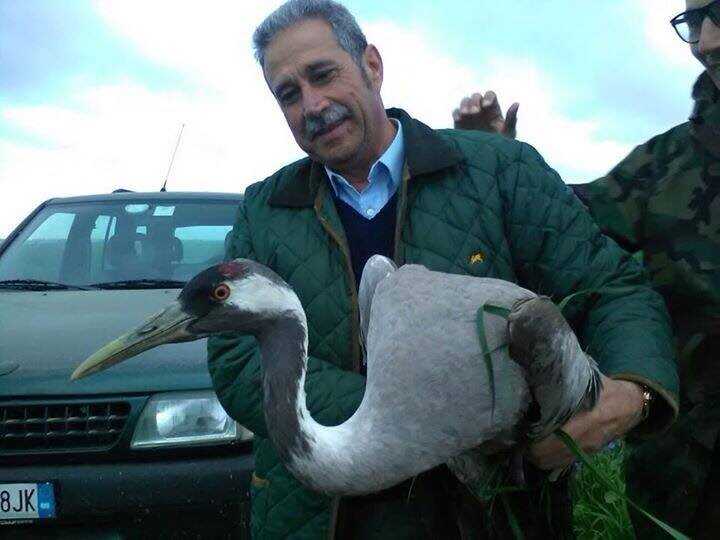 Battipaglia – Trova una gru ferita, cacciatore allerta subito le guardie zoofile