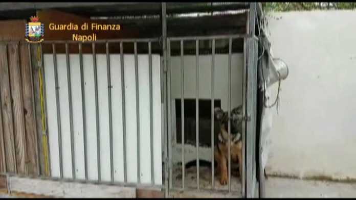 canile abusivo torre ann1
