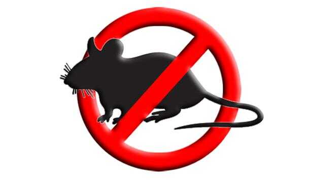 Trattamento di derattizzazione sul territorio comunale di Castellabate