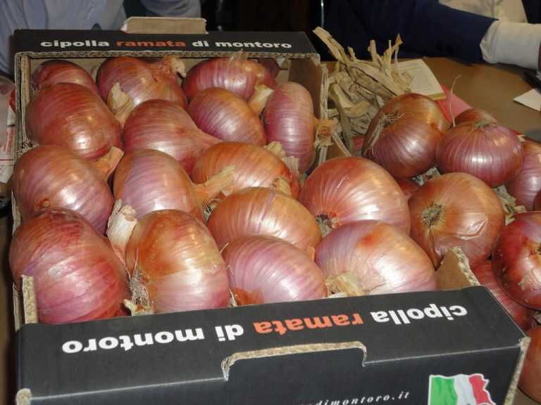 San Severino, distribuzione gratuita delle piantine di cipolla ramata di Montoro