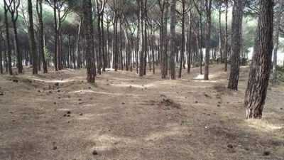 pineta vesuvio ripulita