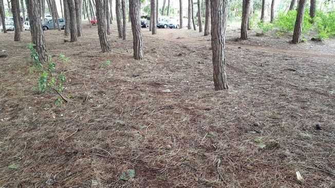 Nuove operazioni di pulizia nelle pinete di Torre del Greco