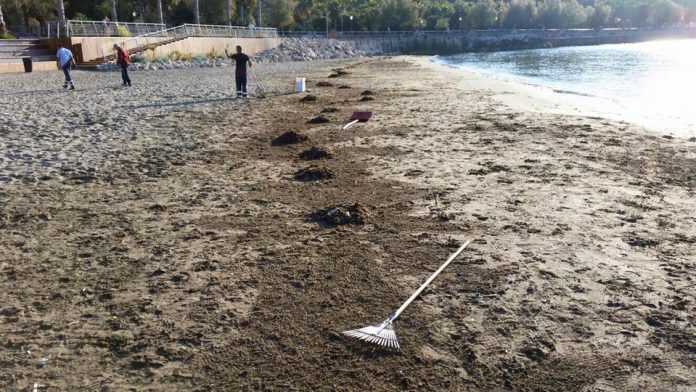 13177858_612997562188989_1358734262065366272_n