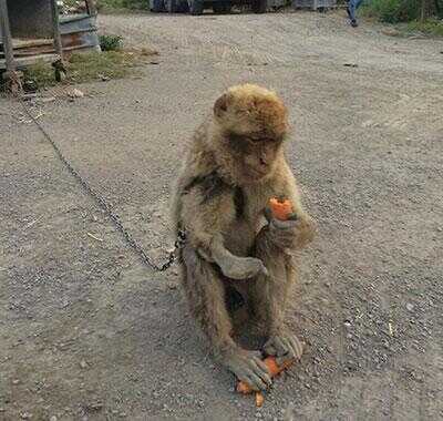 Salvato babbuino detenuto presso un’azienda di San Marzano