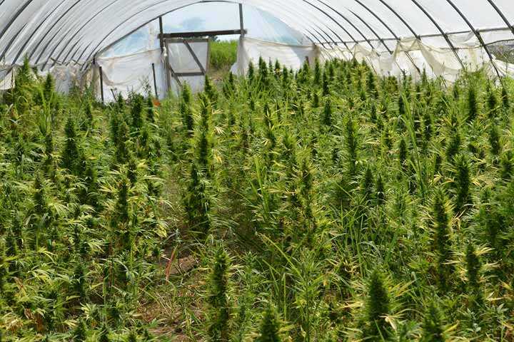 Scoperta piantagione di cannabis in penisola sorrentina