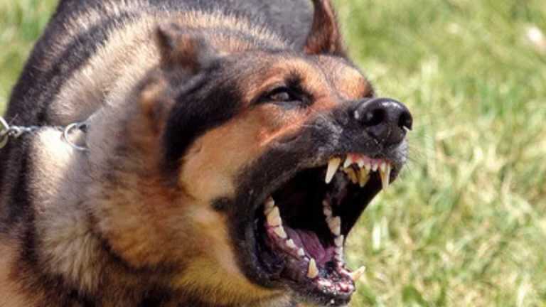 Cava, azzannata da un cane mentre lavora per il Comune