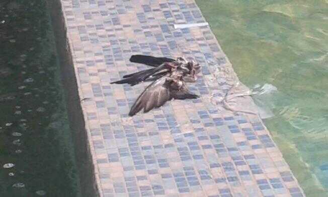 Torre del Greco, resti di un volatile nella nuova fontana