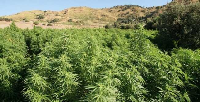 Somma Vesuviana, piante di cannabis coltivate tra frutta ed ortaggi