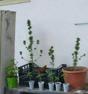 piante cannabis afragola