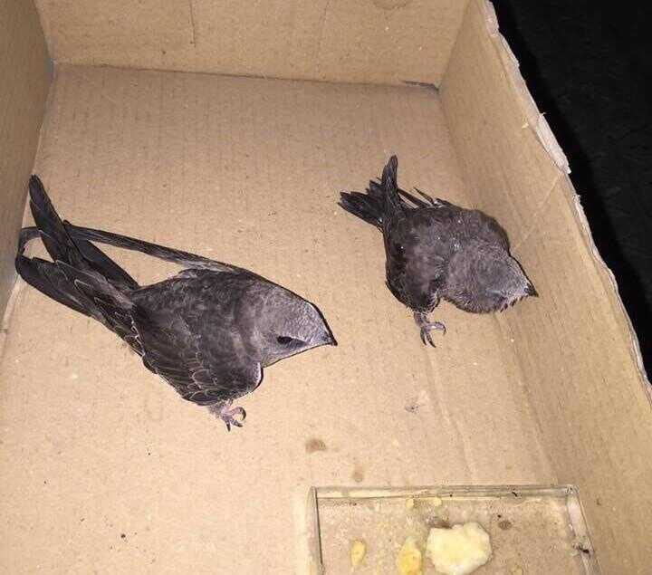 Napoli, un “Falco” della Polizia di Stato salva due rondini