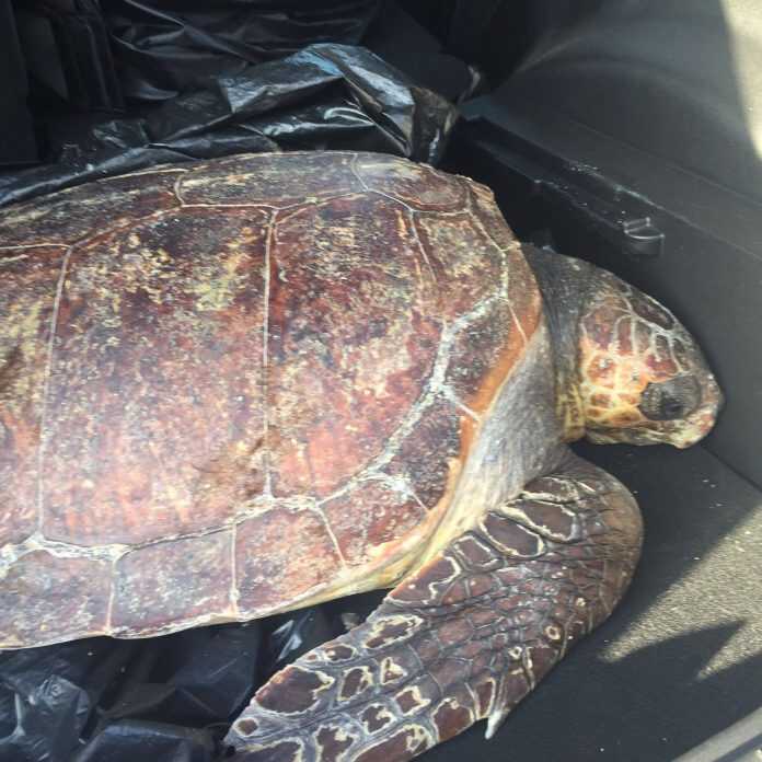 Tartaruga marina Enpa 2016