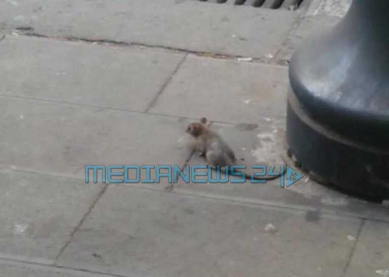 VIDEO | Nocera, topi a via Barbarulo: ne è uno solo o ne sono due?