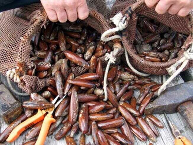 Pesca di datteri di mare al largo di Capri: denuncia e sequestro