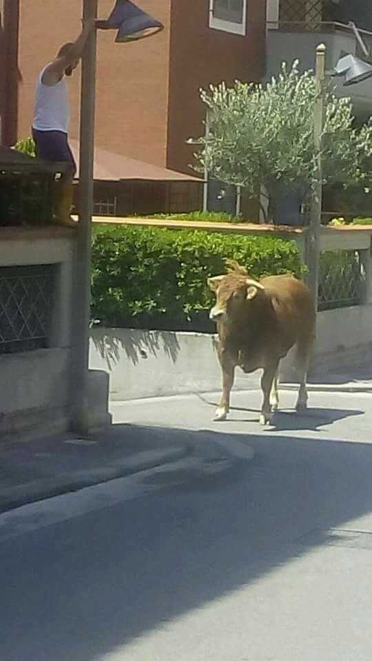 Pagani, bue scappa e semina il panico a via Taurano