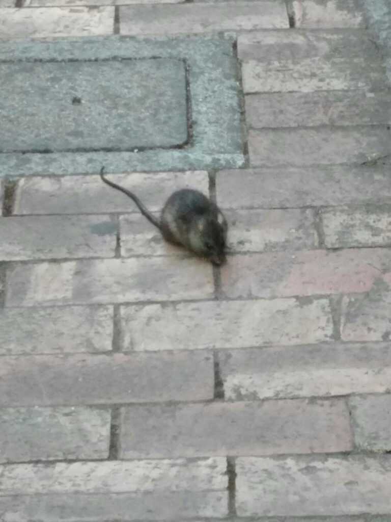 Topi in strada, torna l’allarme nell’agro