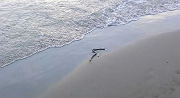 Agropoli, un serpente a mare scatena il panico tra i bagnanti