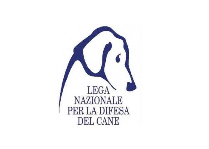 Nocera, investe un cane e non si ferma: denunciato