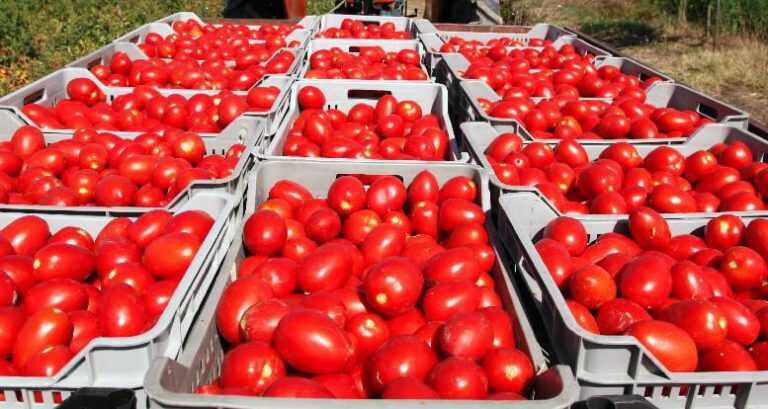 San Severino, perde pomodori dal camion: travolti due giovani