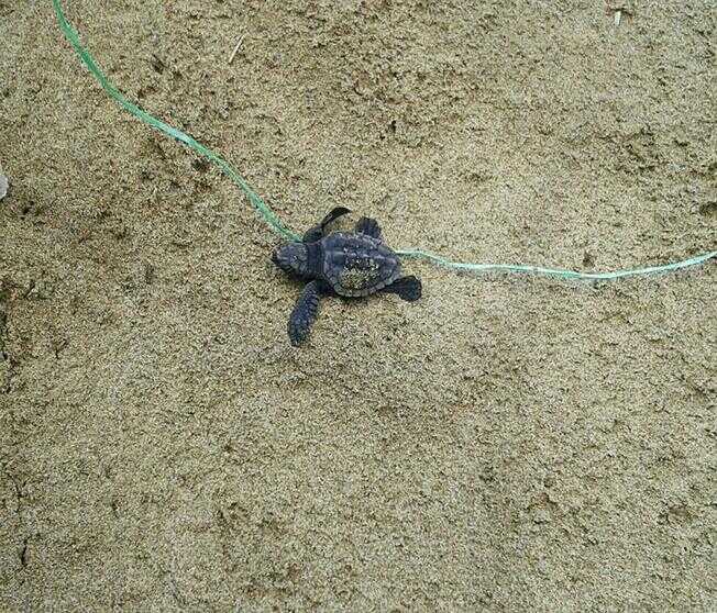 Pollica, è nata la prima tartaruga “caretta caretta”