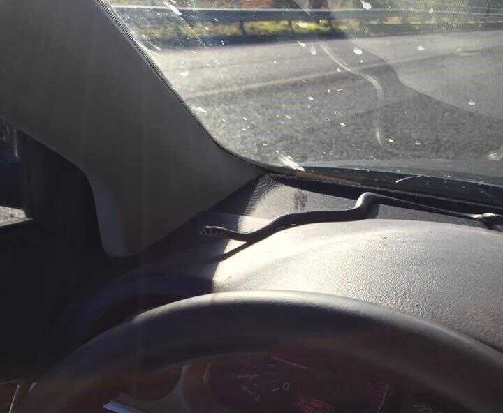 Palinuro, ha un serpente in auto; le foto finiscono in rete