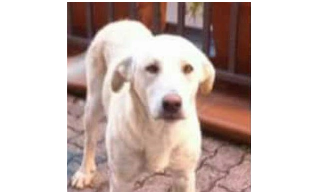 Choc a Sanza, cane trovato impiccato ad una staccionata