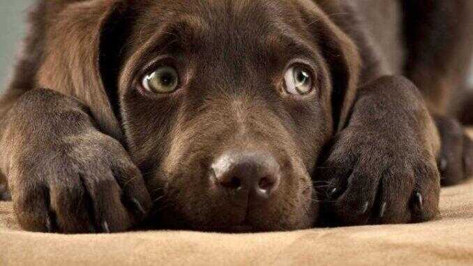 Torre del Greco, al via l’iniziativa “Adotta un cane”