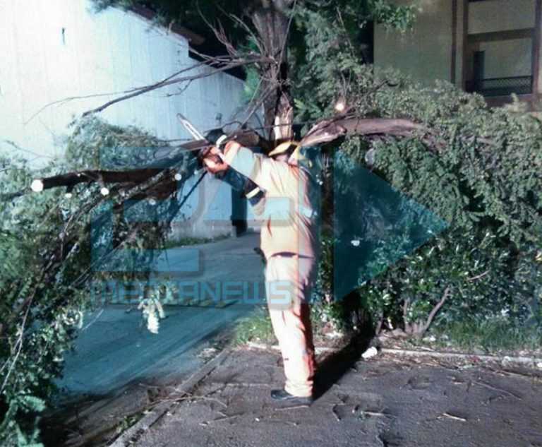 Pagani, rami pericolanti in via San Rocco: subito tagliati
