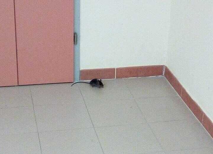 Sarno, topi in ospedale, il caos arriva sul web